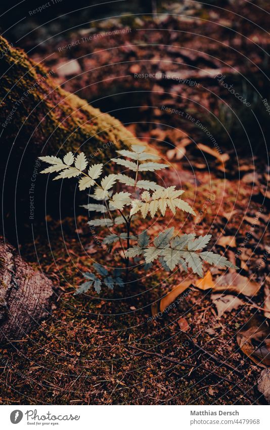 walk in the woods Forest leaves Shadow Autumn Nature Tree Autumnal colours Automn wood Environment