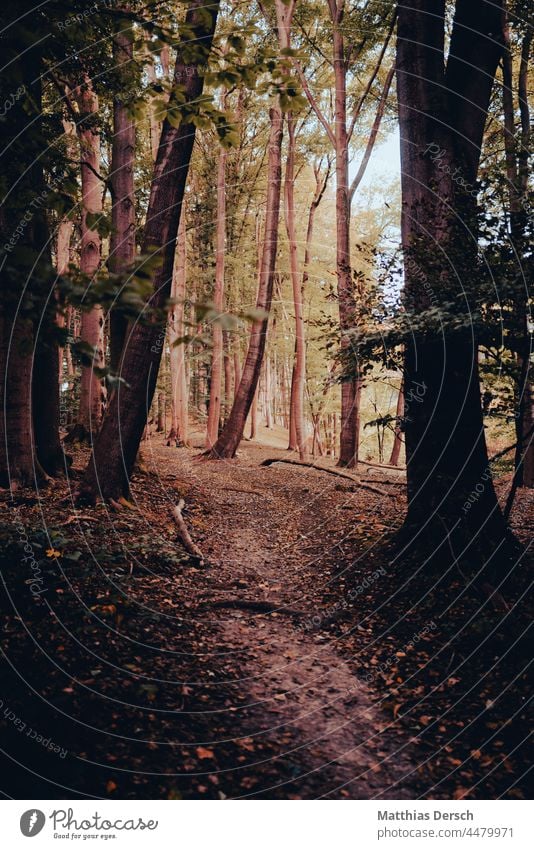 walk in the woods Forest leaves Shadow Autumn Nature Tree Autumnal colours Automn wood Environment clearing Lanes & trails