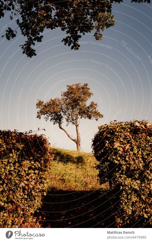 lonely tree Forest leaves Shadow Autumn Nature Tree Autumnal colours Automn wood Environment Exterior shot Hedge hedge plant Autumn leaves autumn mood