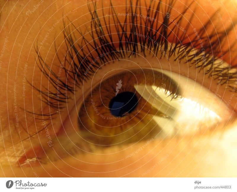 Deer brown with lamp Pupil Eyelash Brown Roe deer Woman Looking Eyes Human being Macro (Extreme close-up) Iris