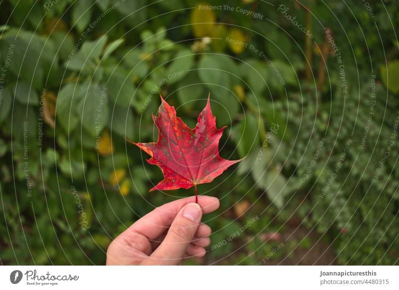 autumn leaf Red Leaf foliage Autumn Autumnal Autumnal colours Autumn leaves Nature Transience Early fall autumn mood Seasons Hand