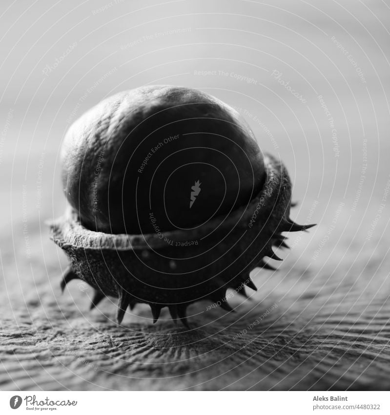 Chestnut in half shell on a fossil stone in black and white chestnut peel Black & white photo Autumn Nature Fossil stone Autumnal Close-up Deserted