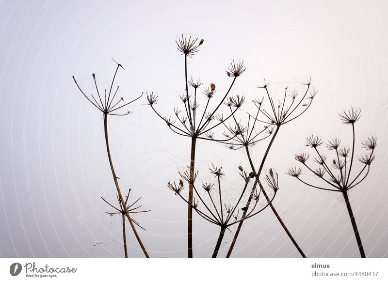 Between the woody, bare stems of a wild carrot - plant hang barely visible with dew wet spider threads / autumn Wild carrot Plant lignified Daucus carota