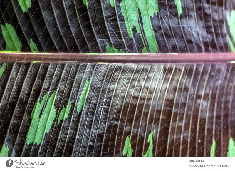 Close-up of a very large, velvety soft leaf of a tropical plant with beautiful pattern Leaf Abstract Pattern Plant Palm tree tropics shrub veins structure