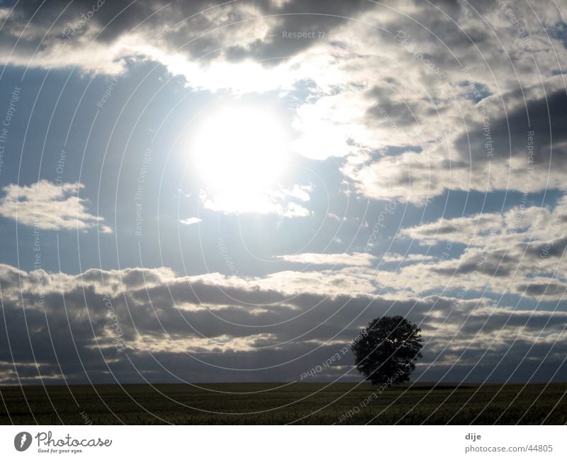 A tree alone in the barley field Clouds Field Tree Barley Barleyfield Sun Loneliness