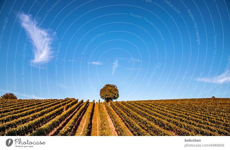 federweisser Lanes & trails Wine growing Rhineland-Palatinate Sunlight tranquillity Idyll vine Colour photo Sky Vineyard Bunch of grapes Exterior shot Landscape