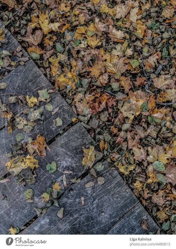 Autumnal background of leaves and wooden planks Autumn leaves Autumnal colours Autumnal weather autumn autumn mood Nature Automn wood Autumnal landscape foliage