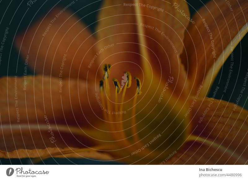 An orange lily flower whose pestles alone are sharp. Lilac blossom orange colour Pestle selective sharpness Close-up Nature Colour photo Plant Deserted petals