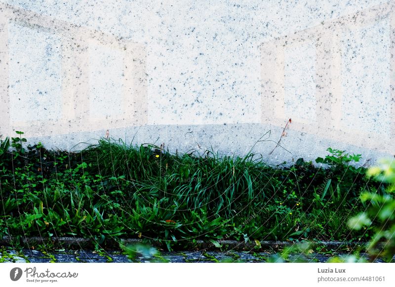 green grass in front of a wall with graphic painting and remains of old vines Grass Green Wayside wayside Wall (building) wall paint remnants Exterior shot