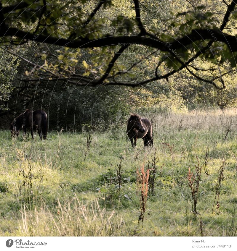 pony willow Nature Landscape Summer Tree Grass Bushes Meadow Animal Horse 2 Natural Peaceful To feed Pony Branch Colour photo Exterior shot Deserted