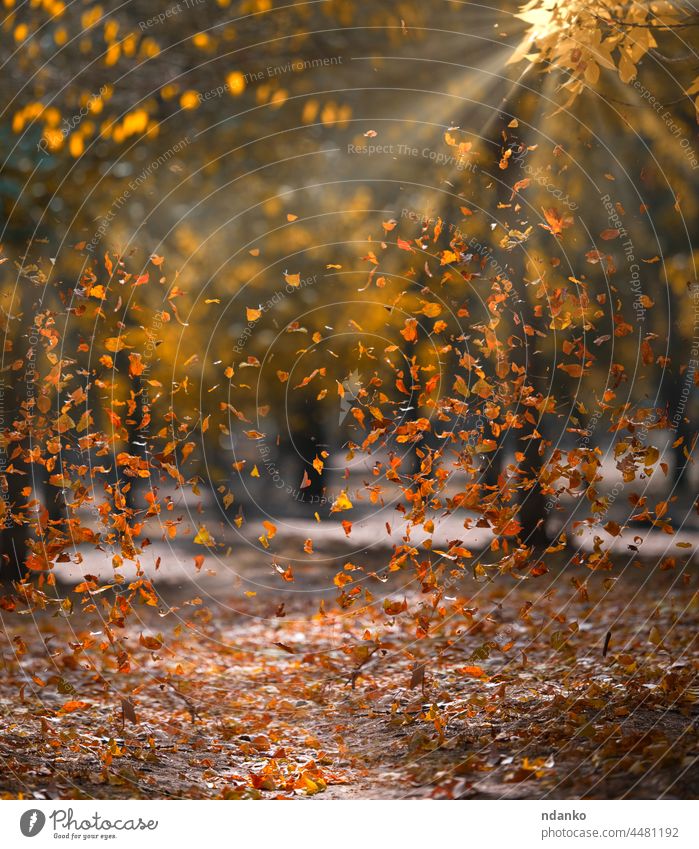 yellow fallen leaves fly in the autumn park. Idyllic scene in the afternoon in an empty park autumnal beauty bright brown calm cover day dry environment flora