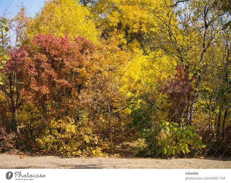 View of the autumn park, trees with yellow and green leaves on a sunny day leaf nature landscape outdoor season fall forest view wood foliage orange scenery