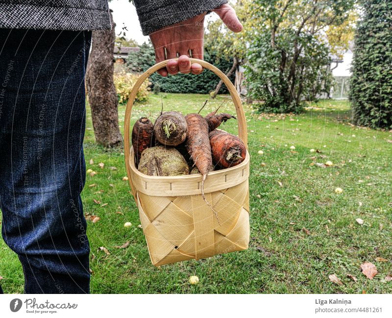 Man holding vegetables Vegetable Food Vegetarian diet Vegan diet Nutrition Diet Healthy Healthy Eating Food photograph Fresh Organic produce Colour photo