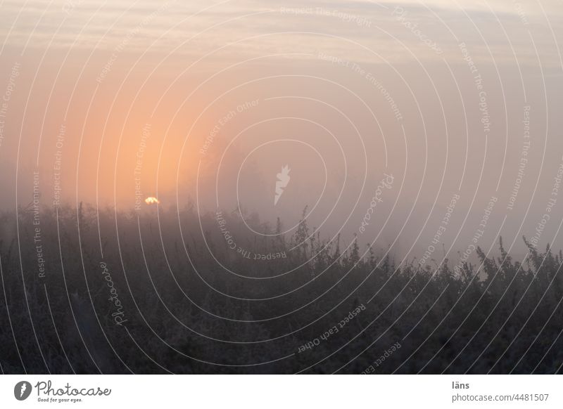 UT Teufelsmoor l Sunrise in the fog devil's mire Dawn Landscape Exterior shot Deserted Sunlight Fog Bog Colour photo Back-light Copy Space top Copy Space bottom