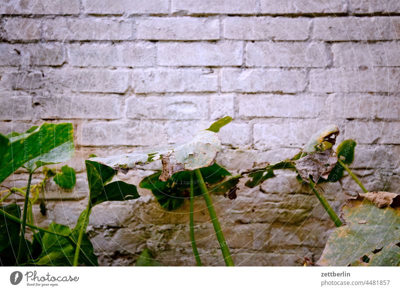 Withered pumpkin herb Branch Twilight Garden Autumn allotment Garden allotments Deserted Nature Plant tranquillity Holiday season Garden plot shrub Copy Space