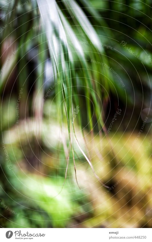 nature Environment Nature Plant Bushes Foliage plant Natural Green Colour photo Exterior shot Close-up Deserted Day Shallow depth of field