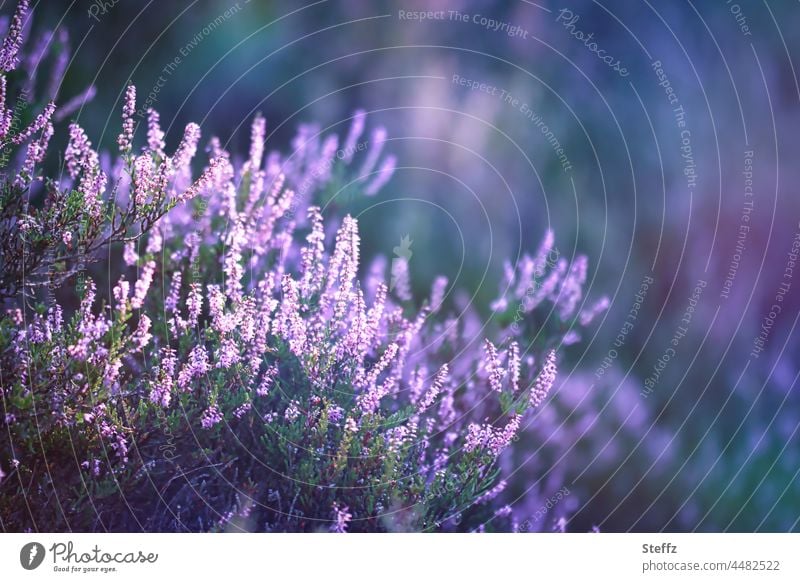 Light mood in the heath heather blossom Heathland flowering heath heather bush heathen atmosphere Domestic Shaft of light Summer Blossoms native wild plants