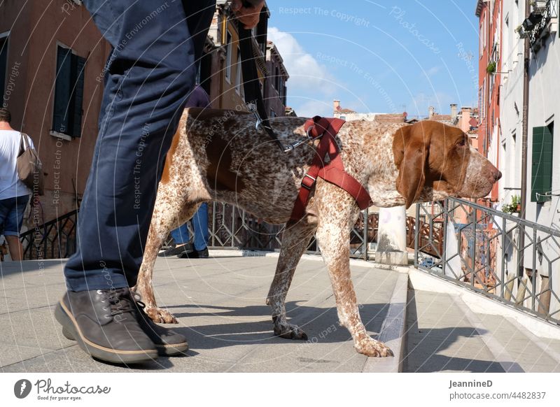 Dog on leash walks across a bridge go for a walk Day Walk the dog stroll Pet Venice everyday life Everyday life Bridge City walk Town Animal master