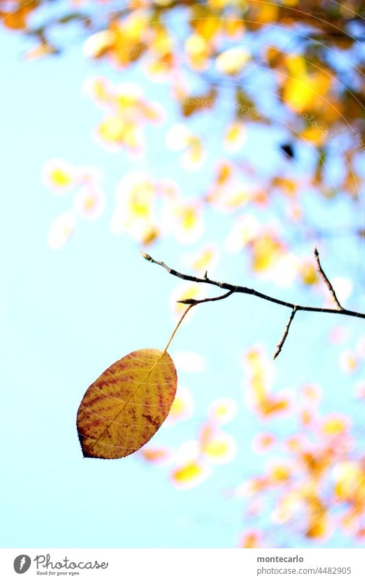 Autumn Leaf Sunlight Beautiful weather Plant Nature Environment Transience Yellow Exterior shot Deserted Close-up Illuminate Forest Detail Foliage plant