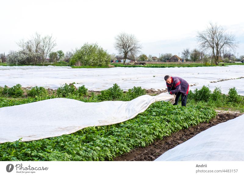 Farmer covers a potato plantation with agrofibre before a cold night. Hardening of plants. Greenhouse effect for protection. Opening of plants as it warms.