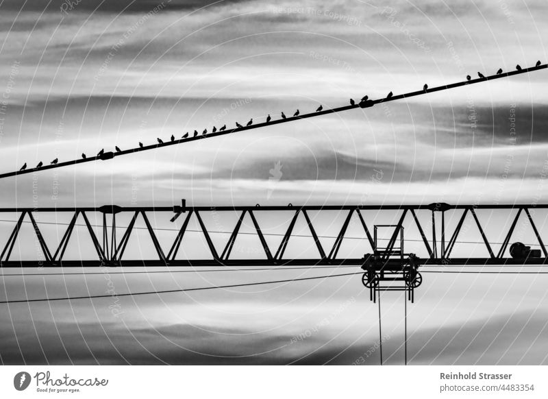 Birds at the crane birds Crane Black White Black & white photo technique animals lines background Geometry Contrast Esthetic pretty Sky monochrome