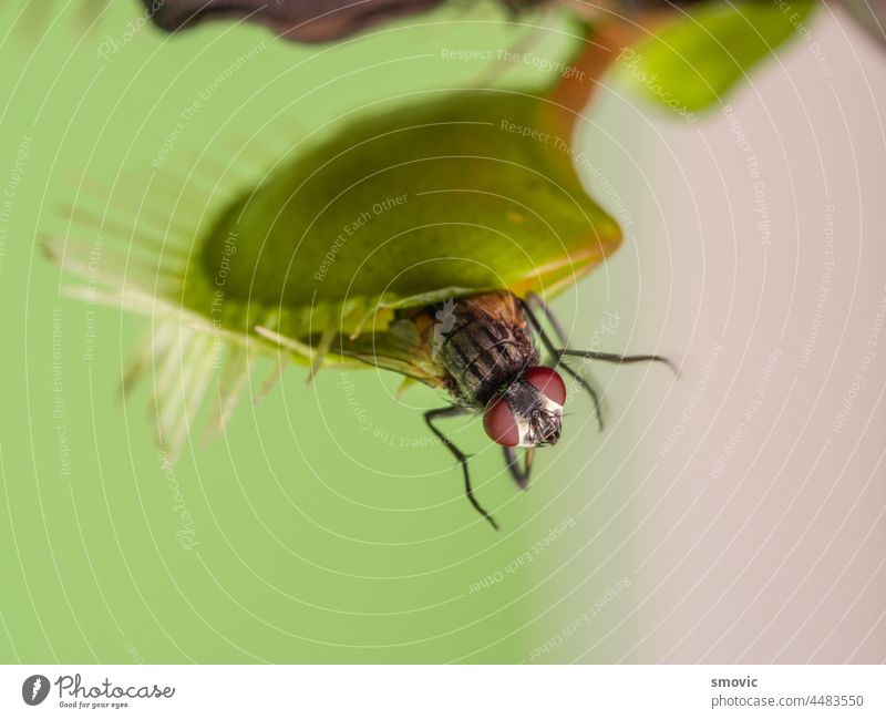 Venus flytrap with a fly on green background venus carnivorous plant nature insect macro flora exotic dionaea botany insectivorous carnivore muscipula leaf