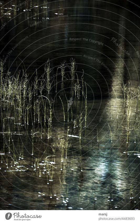 Reed grasses in the water Water reed grass Aquatic plant somber Pond Lake Reflection Calm Plant Nature Surface of water Lakeside Water reflection Shaft of light