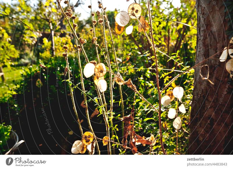 Silverleaf (Lunaria annua) Branch Tree Dark Twilight Relaxation holidays Garden Back-light Autumn Autumn leaves allotment Garden allotments foliage