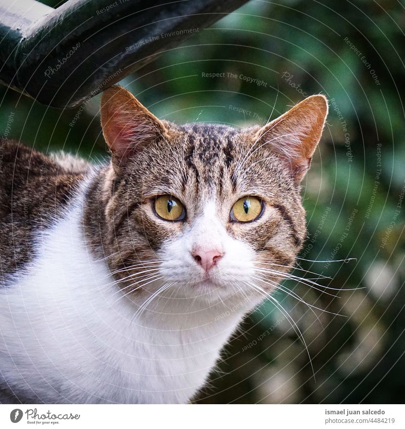 beautiful grey and white cat portrait pet kitty kitten feline stray cat domestic street whiskers animal head eyes ears hair nature cute beauty cat eye adorable