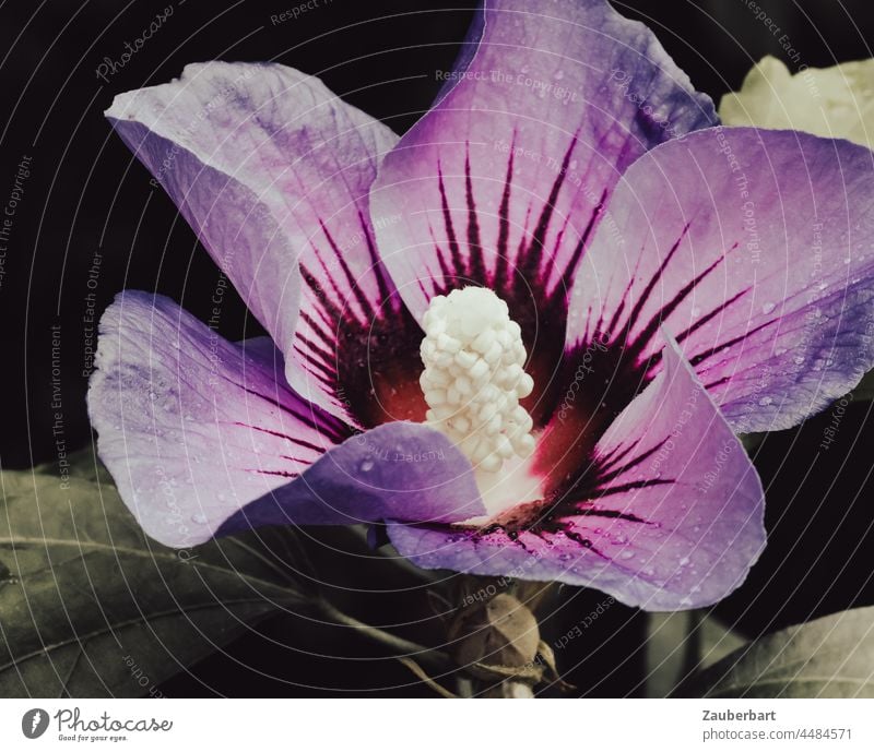 Flower of hibiscus (marshmallow) in violet with white columna Hibiscus Marshmallow Blossom Violet luminescent Columna White open Open Brilliant Calyx petals