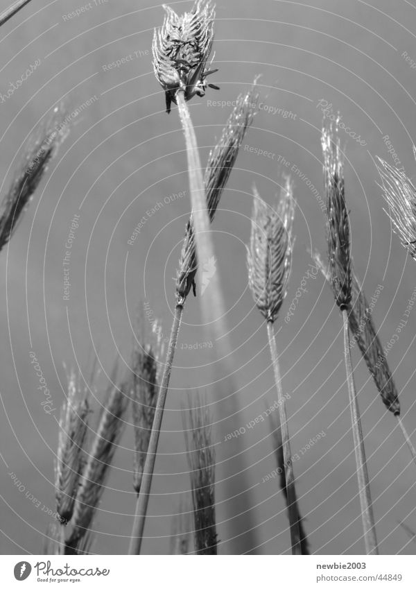 Cereal field Gray zone Grain field