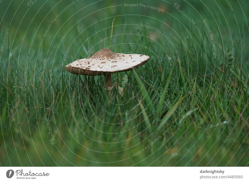 Macrolepiota procera, giant porling in a meadow with beautiful gradient of blurring medicinal plant shamanic remedies antibiotics traditionally Plant Tree