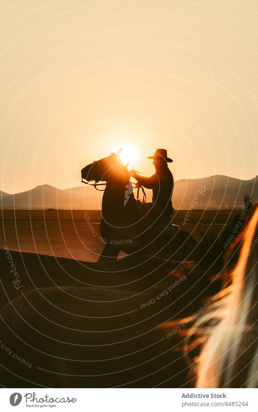 Rider in hat on horse against sunset man silhouette horseman sundown countryside nature field pasture livestock dusk evening twilight idyllic activity male