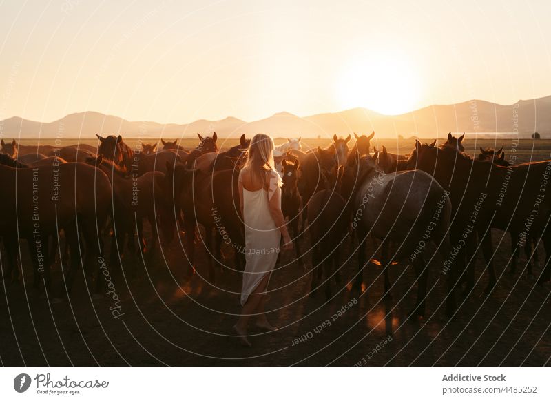 Woman with horses in field under sundown woman animal herd nature mountain countryside summer livestock blond lifestyle turkey mammal pasture female rural