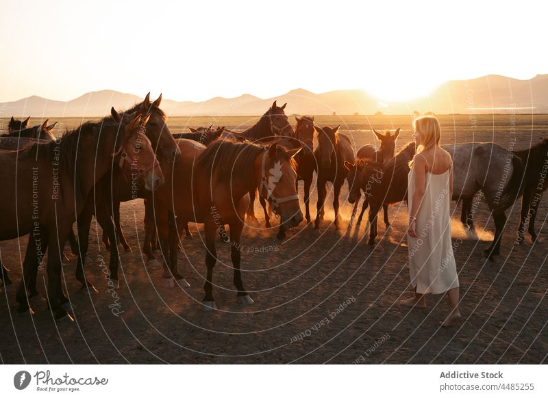 Woman with horses in field under sundown woman animal herd nature mountain countryside summer livestock blond lifestyle turkey mammal pasture female rural