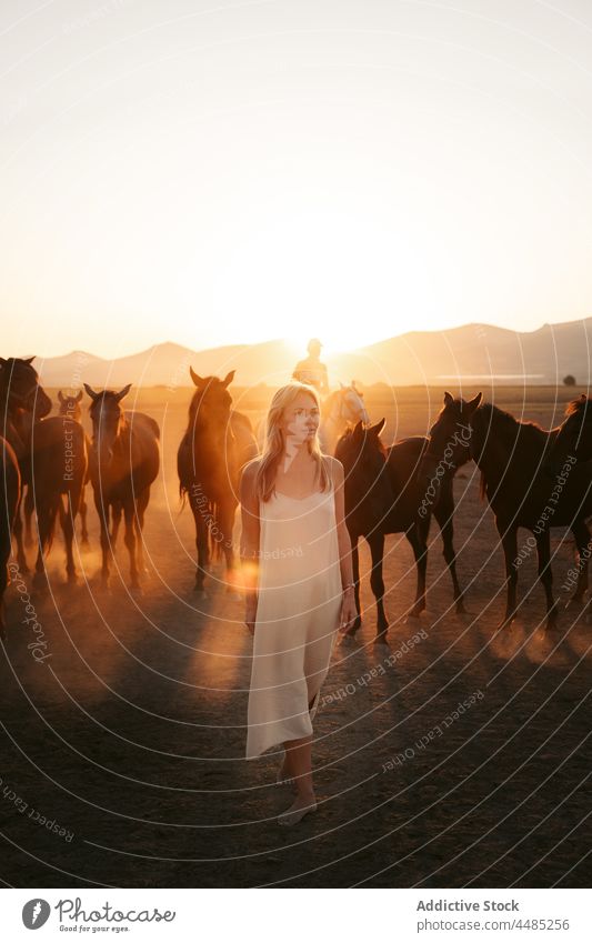 Woman with horses in field under sundown woman animal herd nature mountain countryside summer livestock blond lifestyle turkey mammal pasture female rural