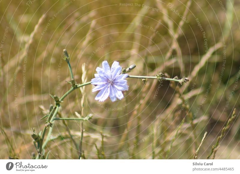 Common chicory in bloom closeup view with green blurry background flower plant nature herb blue common summer natural flora field medicine medicinal herbs