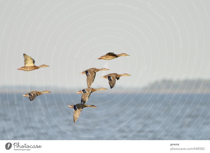 At the Bodden Environment Nature Animal Summer Beautiful weather Wild animal Bird Group of animals Flock Blue Brown Duck Fly Floating Boddenlandscape NP Darss