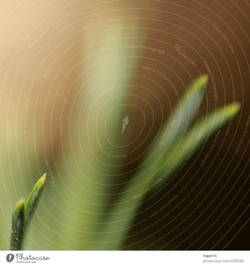 small grass blade Plant Grass Blade of grass Growth Simple Small Warmth Brown Green Movement Moody Light green Delicate Fine Subdued colour Close-up Detail