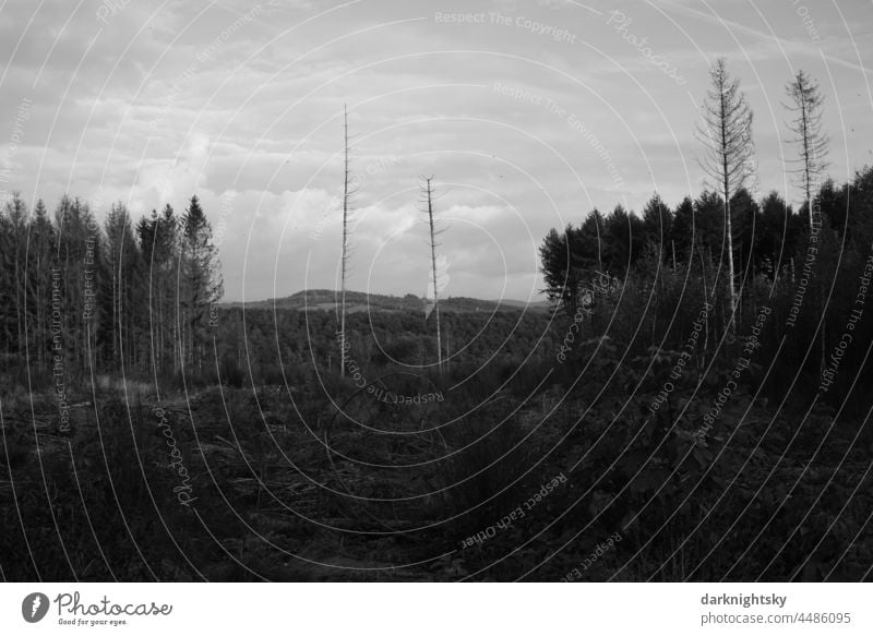 Not quite intact forest and a landscape after deforestation due to damage caused by climate change. Climate Climate change Forest Exterior shot Change Deserted