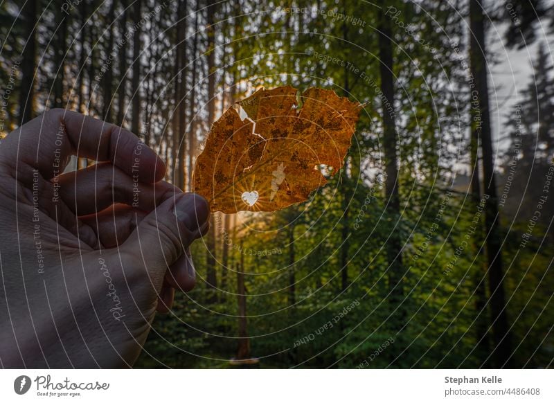 Sunlight is shining through a heart shape in a autumn colored leaf. Concept for the beautiful fall season and all nature lovers. sunstar forest idyllic hand