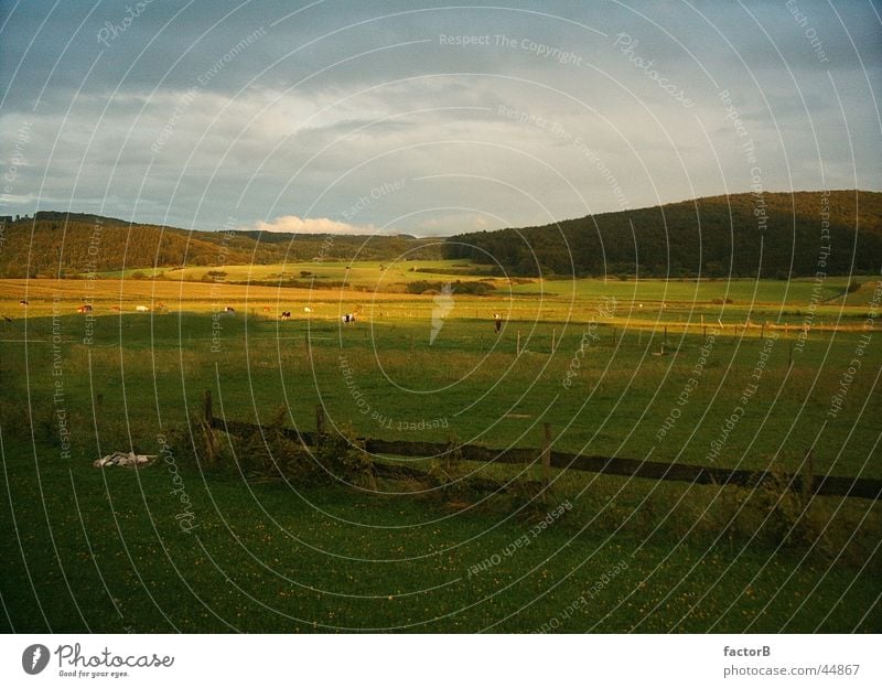 Evening sun in the Eifel region Summer Meadow Field Calm Loneliness Landscape