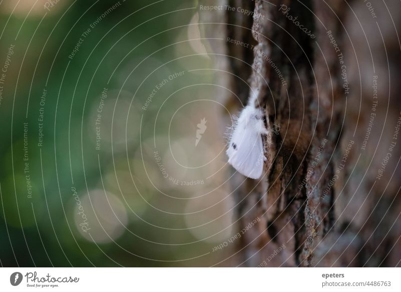 White fluffy moth sitting on a tree in summer in Germany bokeh close-up colorful colourful cute day day time fur germany insect insects krebssee macro sun sunny