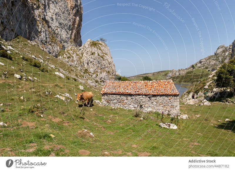 Herd of cows grazing on grassy shore livestock cattle graze pasture herd mountain water waterfront waterside environment rock lake asturias spain stone eat