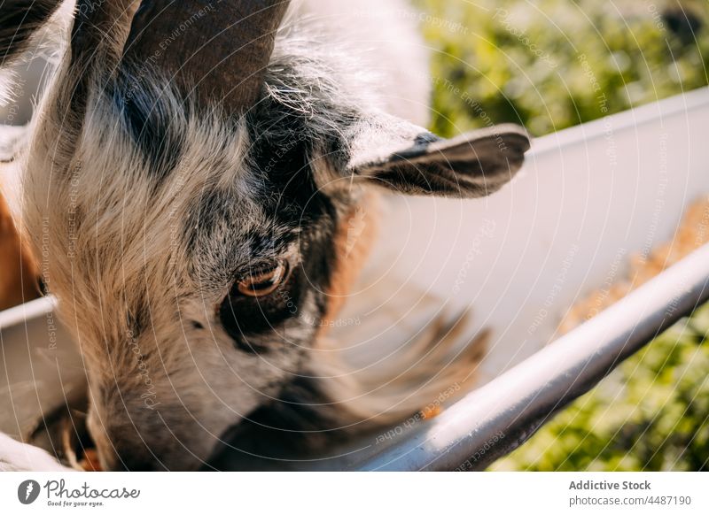 Goats eating from cattle feeder goat herbivore domesticated livestock mammal countryside rural village animal herd daytime fluff nature farm summer sunlight