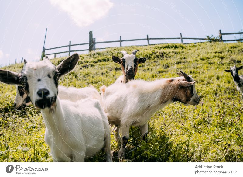 Herd of goats pasturing near fence herd animal mammal livestock rural herbivore ranch countryside lawn nature fauna grass summer green pasture grassy creature