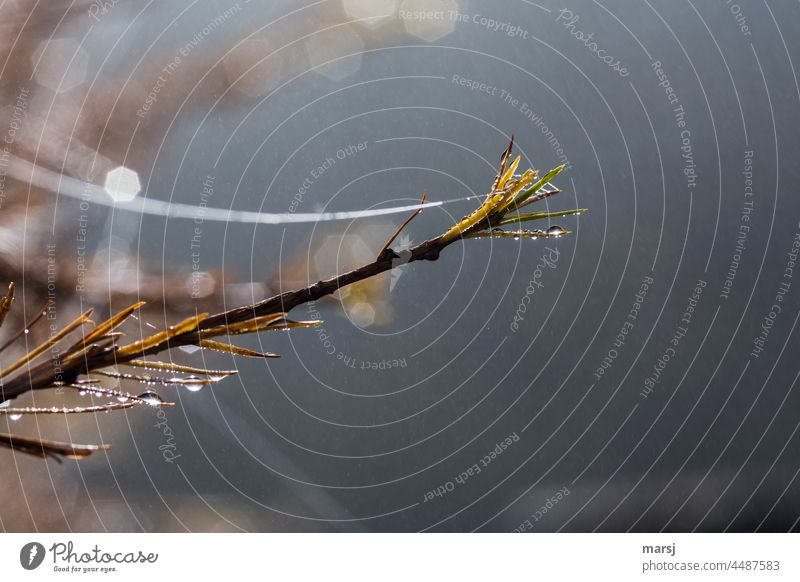 Autumnally decorated larch branch. With spider webs and water drops. Indian summer Nature Delicate Trap Mysterious Reflection Morning Attachment Beginning Hope