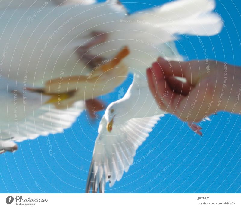 mine, mine, mine .... Seagull Feeding Hand Ocean channel Sky