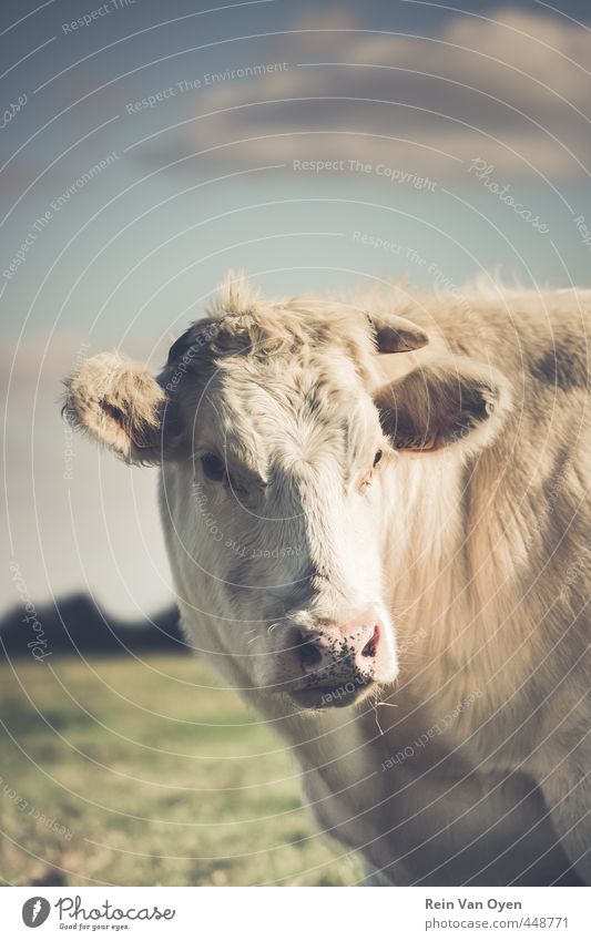 Cow portrait Farm animal 1 Animal Looking Moody Sky Grass Colour photo Exterior shot Deserted Copy Space middle Shallow depth of field Animal portrait