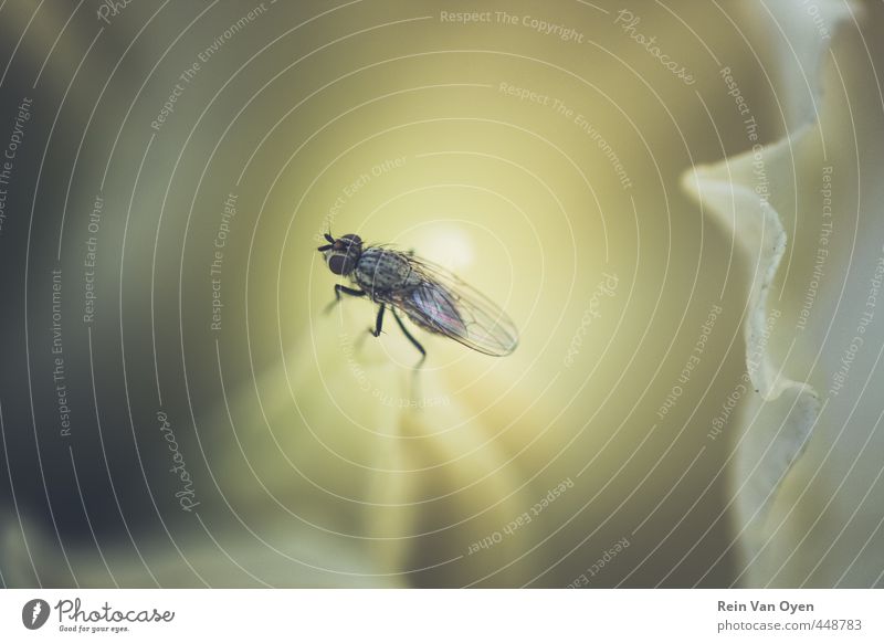 Fly Nature Plant Macro (Extreme close-up) Colour photo Exterior shot Insect Green Animal portrait Shallow depth of field Close-up Environment Detail insects